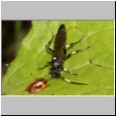 Stenichneumon militarius - Schlupfwespe w01a 15mm - fdet02.jpg